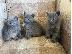 PoulaTo: russian blue kittens make wonderful family pets